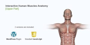 Interactive human muscles illustration gplpixel.jpg