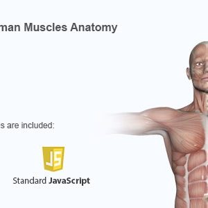 Interactive Human Muscles Illustration