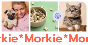 Morkie pet shop and pet care theme gplpixel.png